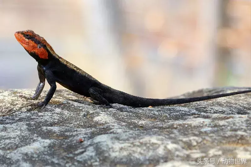 世界上10种漂亮的蜥蜴图片