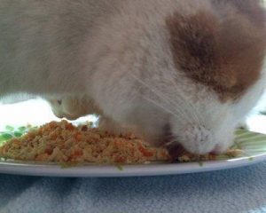 自制猫饭最全攻略来了！自制猫饭的方法