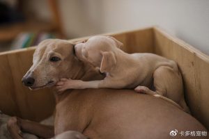 狗狗从怀孕到生产需要多长时间？（大概两个月左右）