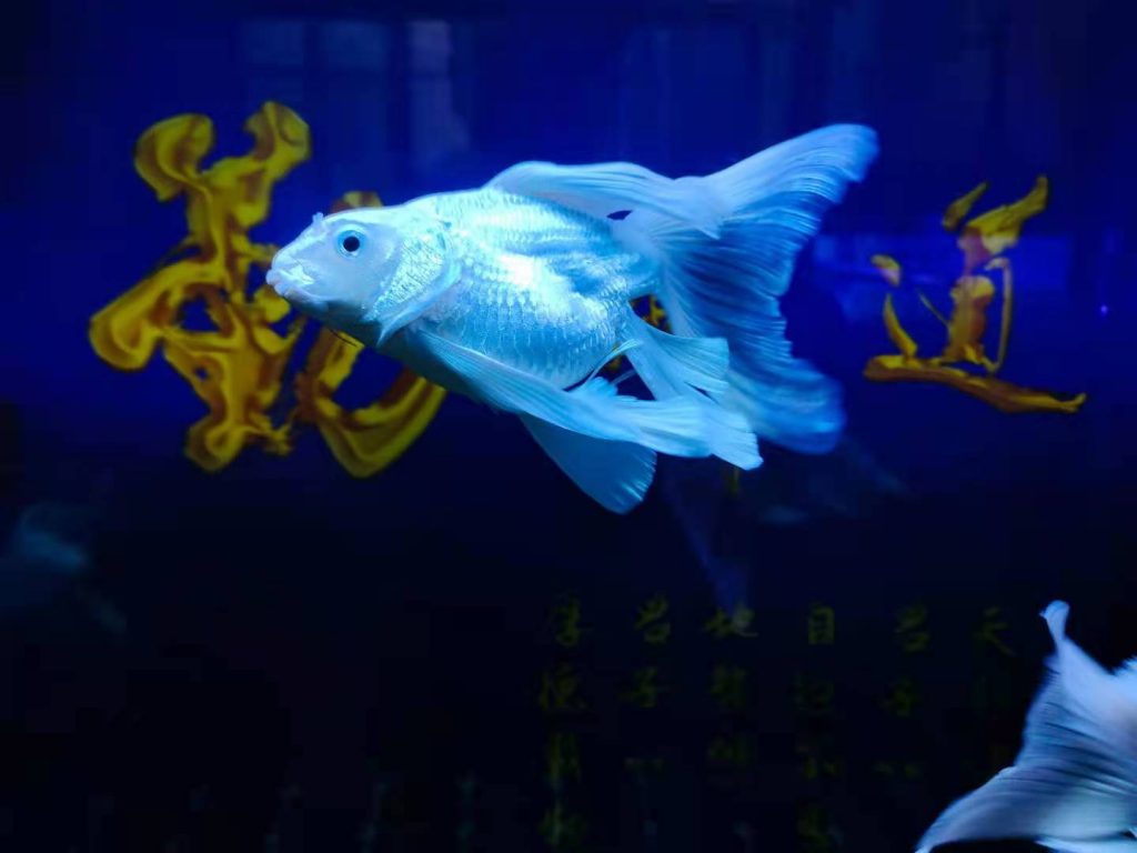 观赏鱼频繁出现红血丝怎么办?原因是什么?应该如何治疗? 观赏鱼频繁出现红血丝怎么办?原因是什么?应该如何治疗?