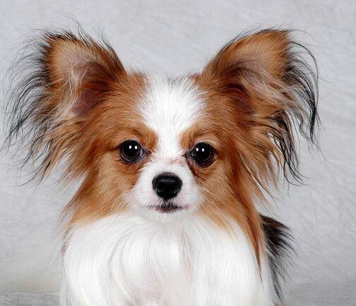 购买蝴蝶犬的时候如何挑选才最合适？（蝴蝶犬的介绍）