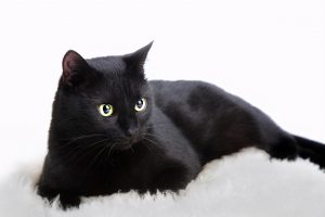 黑色的猫不要随便养吗？养黑猫要注意什么问题？养黑猫的好处