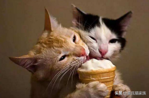 猫咪可以吃雪糕吗？吃雪糕对猫咪有什么危害呢？猫咪吃了容易腹泻、拉肚子