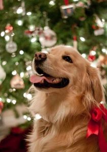 养金毛犬的坏处和养金毛犬的好处