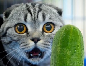 猫害怕黄瓜吗？猫咪害怕黄瓜的原因