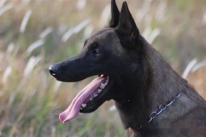 为何黑马犬比其他颜色贵？黑马犬的价格为什么那么高？