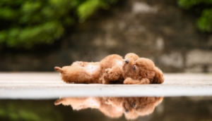 泰迪犬一只多少钱？不能选的泰迪是怎么样的？