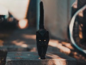 猫咪也会怕黑吗？猫咪处在黑暗视力会变弱，需给它们留一些光线