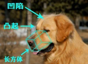 纯种的“金毛犬”大概多少钱？有什么特征