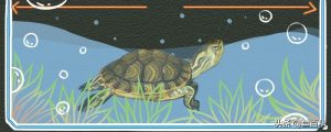 黄耳龟是深水龟吗？饲养黄耳龟要用多深的水养？