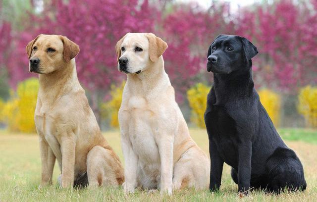 这12种著名的大型犬，知道5个以上，算你厉害有你想养的吗？