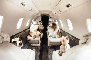 不适合航空托运的狗狗有哪些？并非所有的狗狗都上得了飞机