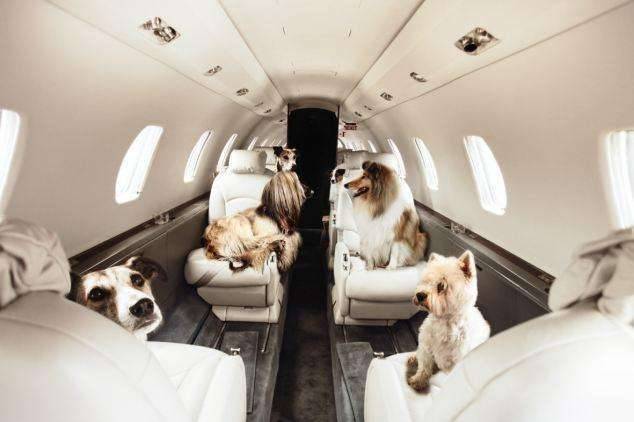 狗狗可以航空托运了？各航空公司规定要了解