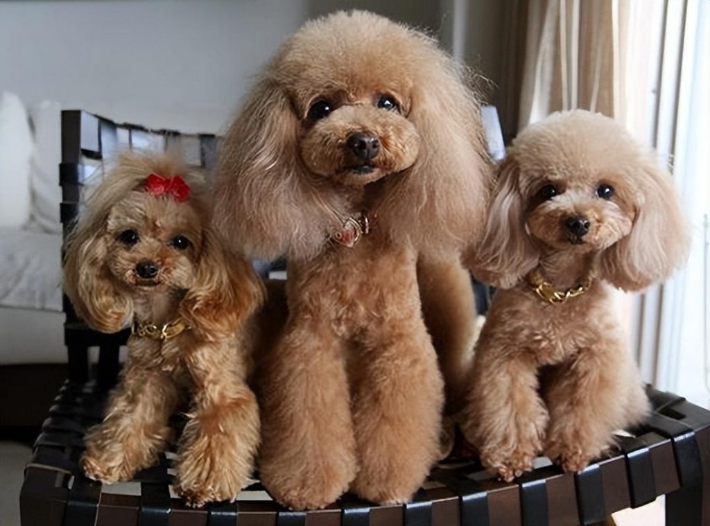 贵宾犬多少钱一只？贵宾犬的性格好吗？