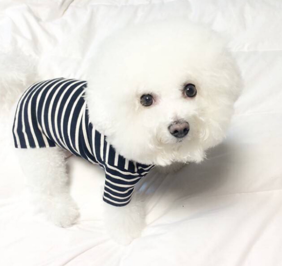 比熊犬一顿吃多少？怎么正确的照顾比熊犬？