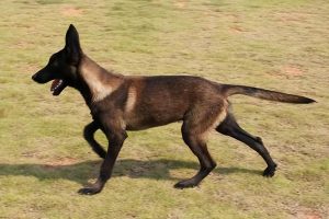 为何黑马犬比其他颜色贵？黑马犬的价格为什么那么高？