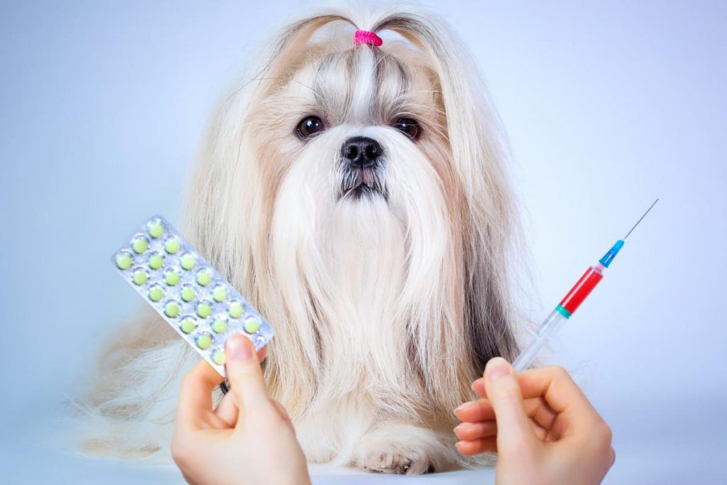 狗狗疫苗知识的科普介绍，大家都了解疫苗吗？