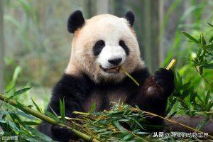 大熊猫是一种熊，有着肉食动物的消化系统，为什么却以竹子为食？