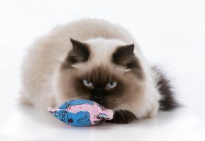 猫薄荷对猫具有神奇致幻作用——猫薄荷正确使用方法