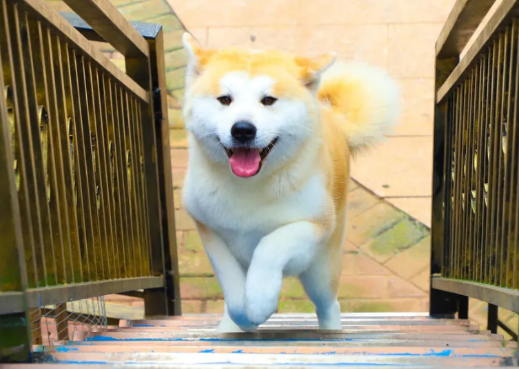 安静狗狗排行榜:这6种狗狗,特别好饲养,特别适合家养的! 安静狗狗排行榜:这6种狗狗,特别好饲养,特别适合家养的!
