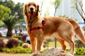 纯种的“金毛犬”大概多少钱？有什么特征