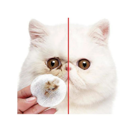 常见的短鼻猫有哪些品种？如何照料短鼻猫？短鼻猫的日常养护知识