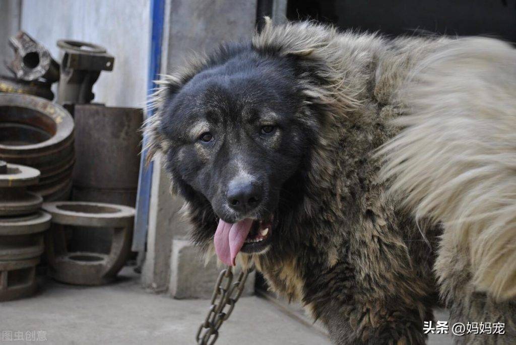 高加索幼犬价格：影响高加索犬价格因素有哪些？