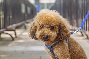 4招教你如何“正确”饲养泰迪犬（正确饲养泰迪犬的方法）