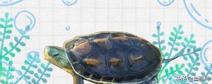 花龟长什么样？花龟应该怎么养？