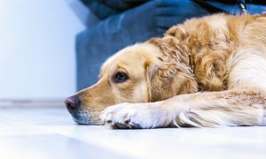 怎么预防狗狗感染冠状病毒？对狗狗有什么危害？幼犬的病症会更严重