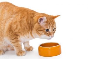 猫咪知识：猫咪得了黄疸怎么治疗？猫得了黄疸相对应的治疗