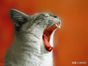 猫的嘴里为什么会有口臭？