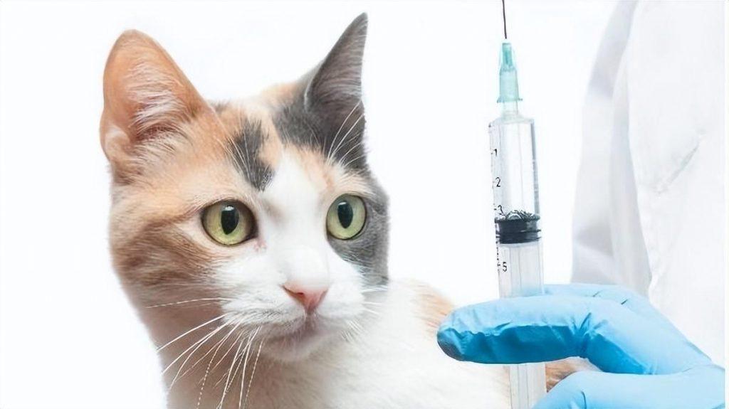 养宠物需要打什么疫苗？什么时候开始打疫苗？