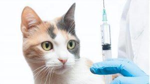 养宠物需要打什么疫苗，什么时候打？