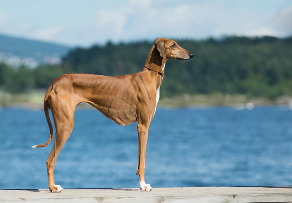 盘点全球最昂贵的16个犬种，你喜欢哪种呢？