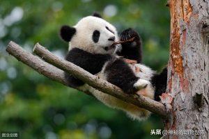 大熊猫是一种熊，有着肉食动物的消化系统，为什么却以竹子为食？