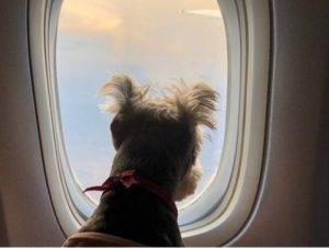 不适合航空托运的狗狗有哪些？并非所有的狗狗都上得了飞机