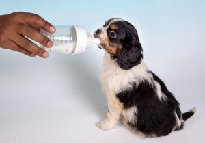 不同天数的小奶狗，如何喂食羊奶粉？不同年龄的小狗喂食方式