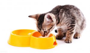 猫可以吃酸奶吗？猫吃酸奶会拉肚子吗？