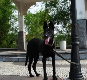 为何黑马犬比其他颜色贵？黑马犬的价格为什么那么高？