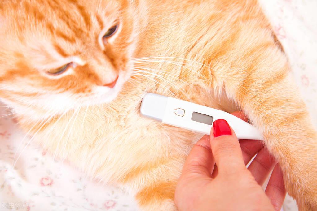 猫咪体温比人类稍高，可以反映身体健康状况，猫的正常体温是多少？