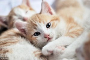 养猫须知：猫咪不能吃牛奶、葡萄、巧克力，也不能吃虾，吃了会产生危害