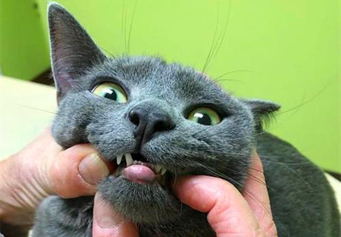 给猫咪拔牙是一种伤害?并不是一种伤害,其实是治疗猫口炎的有效手段 给猫咪拔牙是一种伤害?并不是一种伤害,其实是治疗猫口炎的有效手段