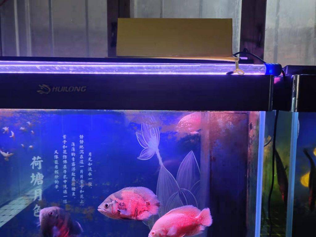 母兔不会喂奶怎么办?如何抢救快冻死的刚出生的小兔子? 母兔不会喂奶怎么办?如何抢救快冻死的刚出生的小兔子?