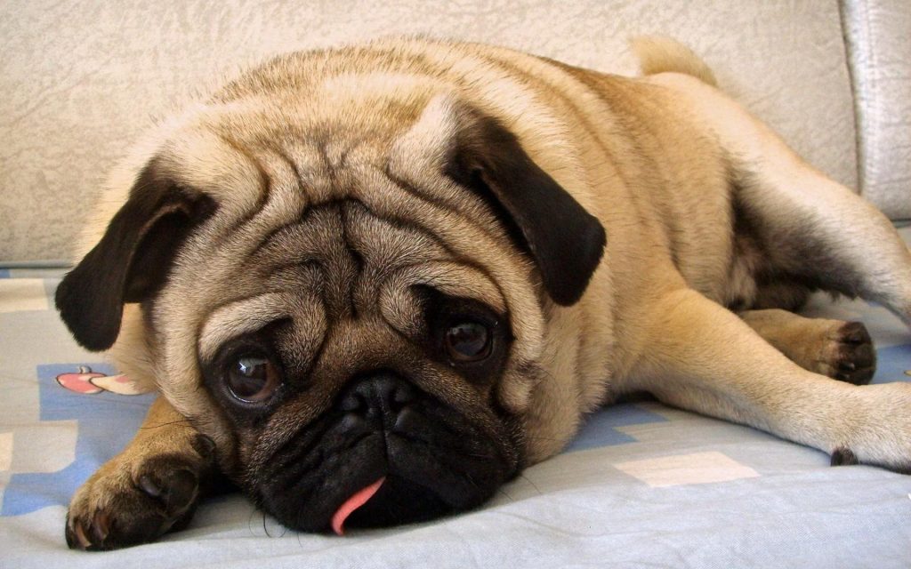 巴哥犬价格多少钱一只？巴哥犬的性格特征是咋样的？
