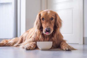 如何判断该喂狗狗吃多少？不同年龄阶段的狗狗喂食不一样