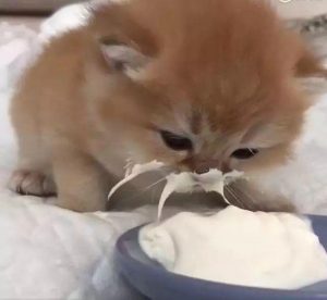 猫能喝羊奶吗？猫真的连羊奶也不能喝？