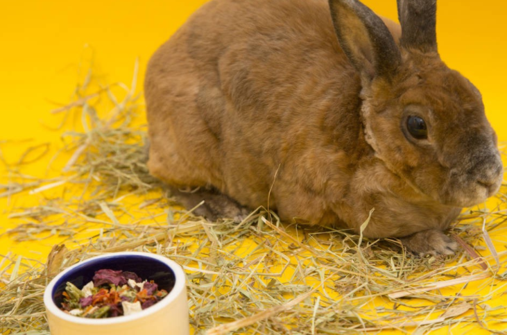 兔子饲养：兔子球虫病用什么药效果好？有什么避免药？