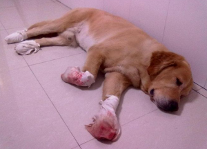 狗狗受伤遇到危险该怎么办？学会“急救办法”，关键时刻能救狗狗的命!
