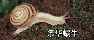 乌龟吃蜗牛补钙？蜗牛寄生虫多不适合经常给龟吃